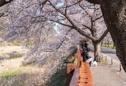 주산벚꽃축제